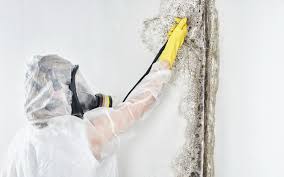 Best Mold Remediation for Rental Properties  in USA